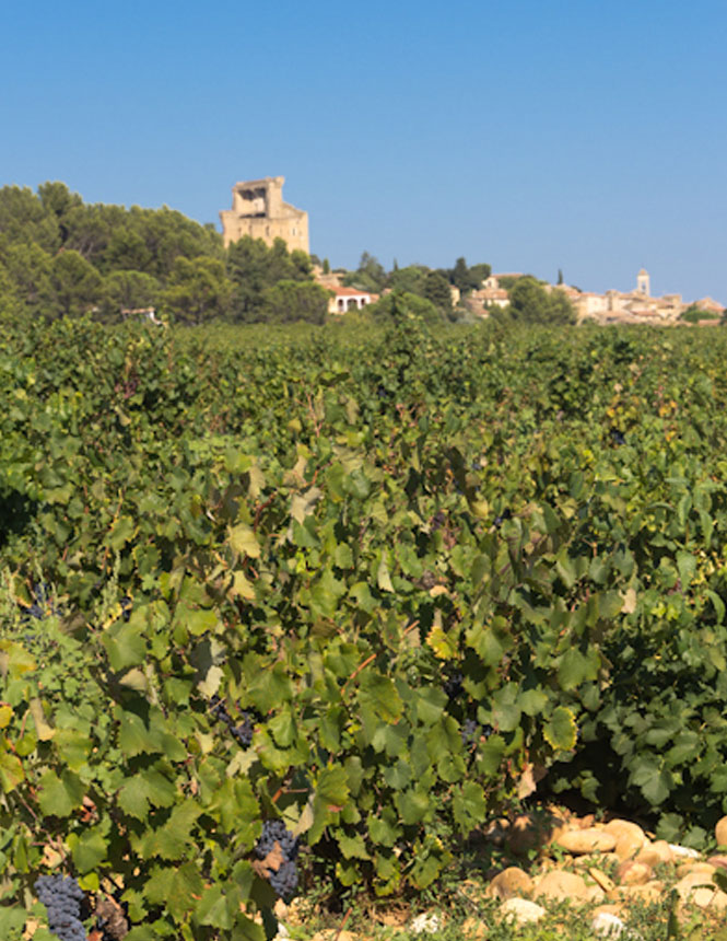 Vignes de Châteauneuf-du-Pape