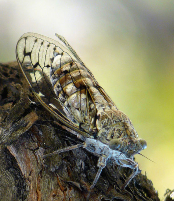 Cicade van de Provence