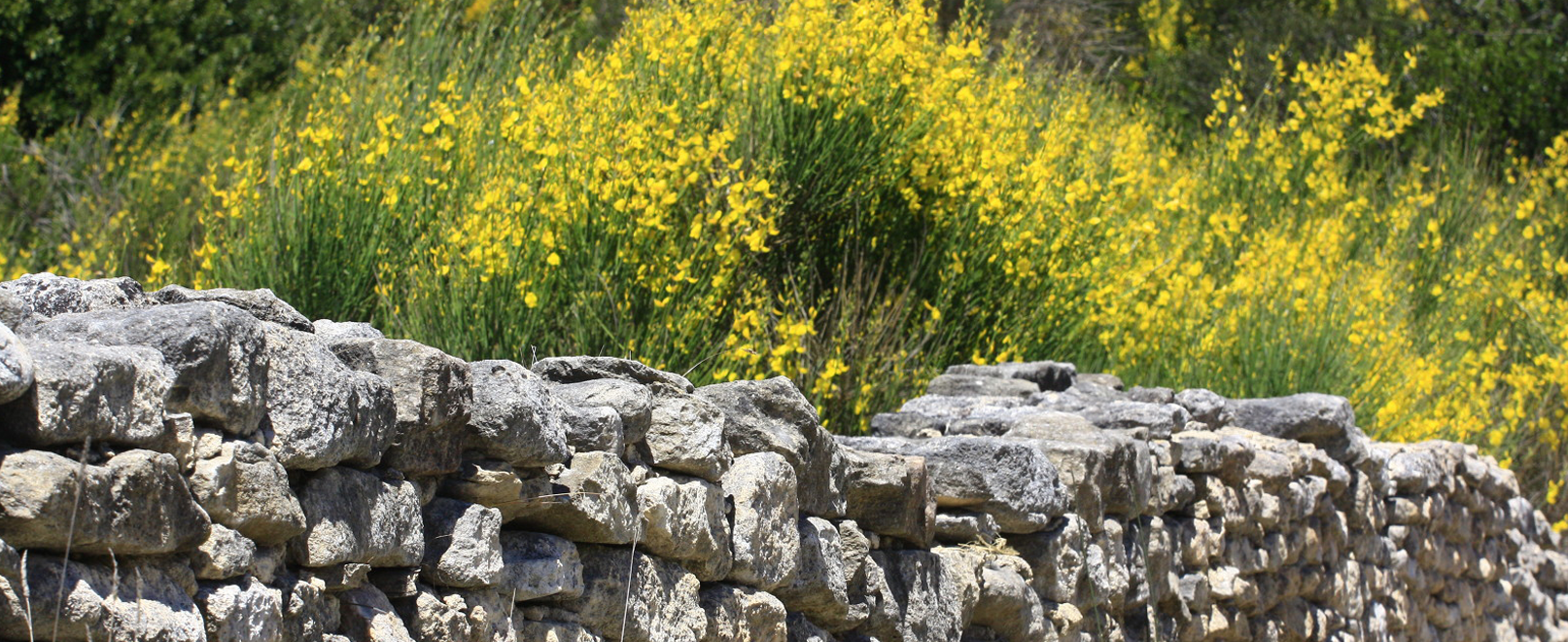 Langs de botanische paadjes van de Vaucluse © Hocquel