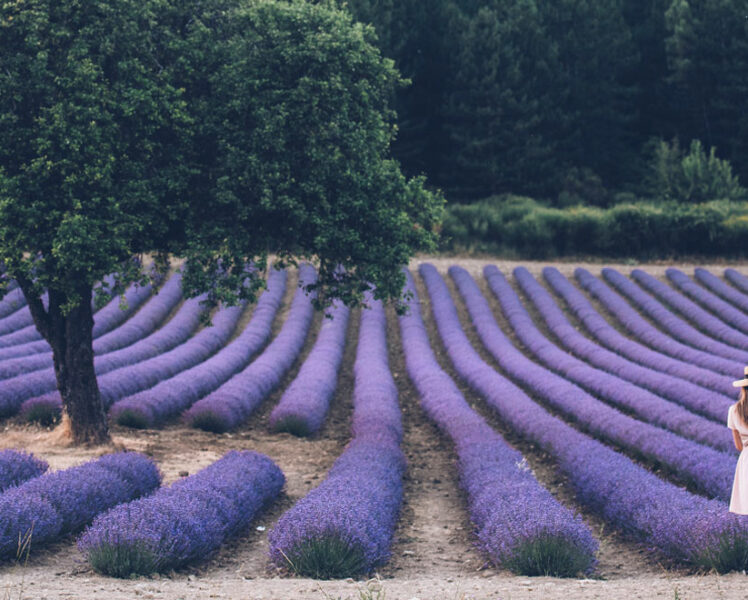 Bijzondere plekjes om lavendel te bewonderen en te fotograferen  © Coquard