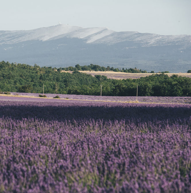 lavendel Provence