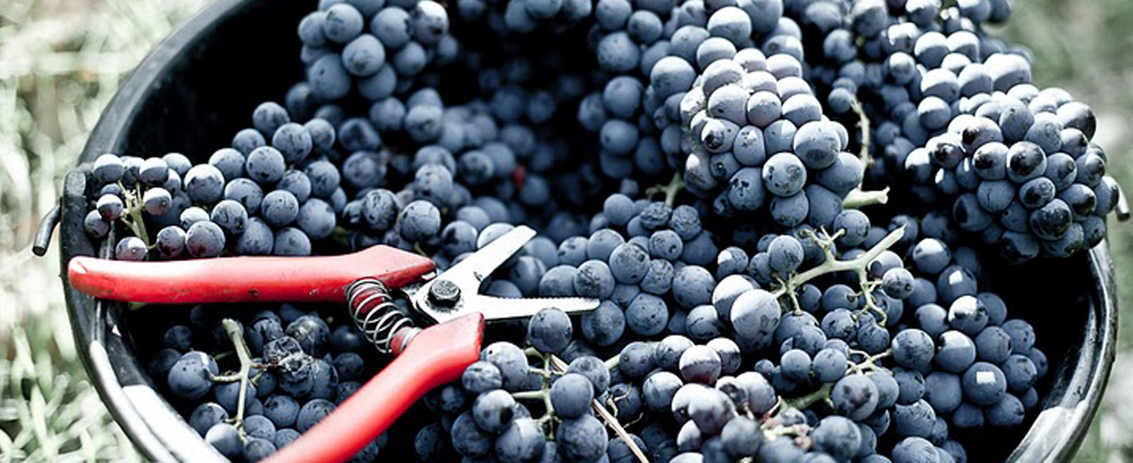 Hoogtepunten om de wijngaard op een andere wijze te ontdekken  © Chateau-Pesquier