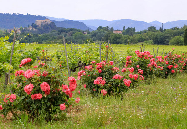 Wijn en Luberon