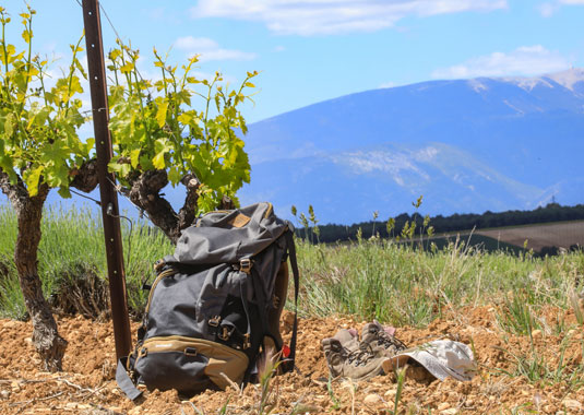 Wandeling in wijngaarden