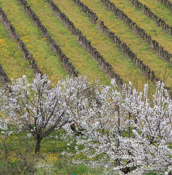Cerisiers et vignes en Provence