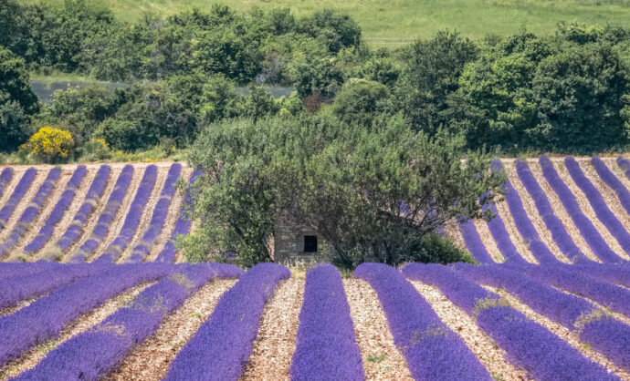 De lavendel van de Provence