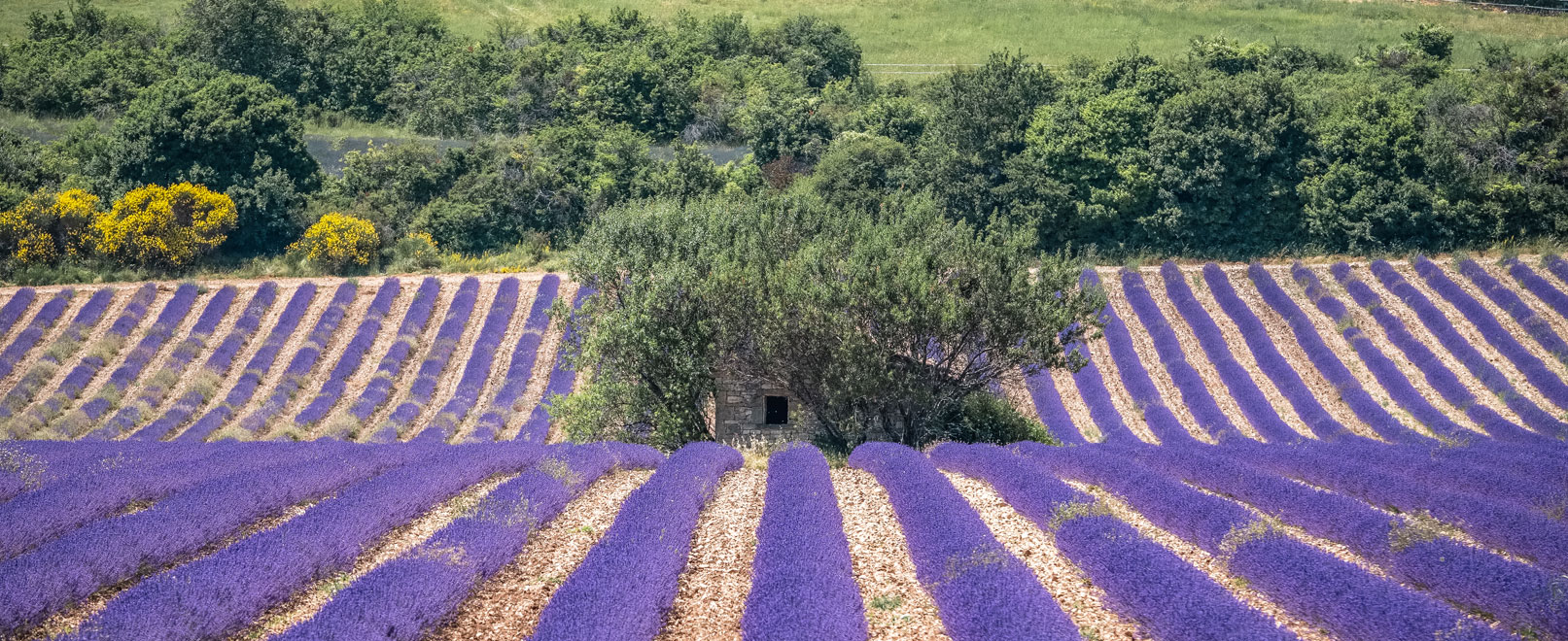 De lavendel van de Provence © Verneuil